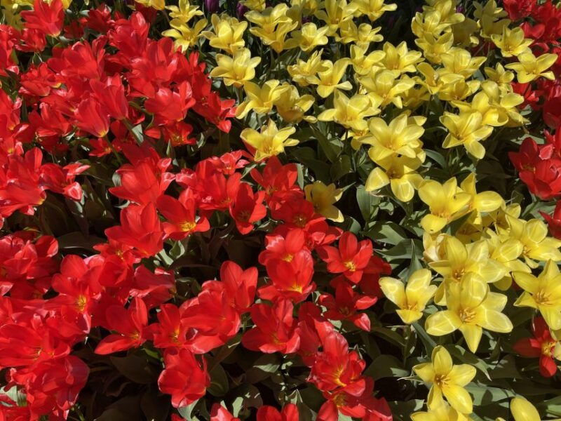 from-seattle-tour-of-skagit-valley-tulip-festival