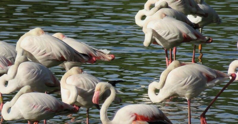from-seville-donana-national-park-day-trip