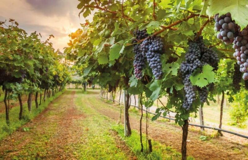 from-siena-san-gimignano-chianti-and-montalcino-day-trip