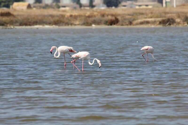 from-trapani-salt-road-tour-with-winery-visit-and-boat-trip