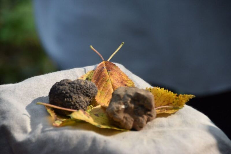 from-turin-half-day-truffle-hunting-and-lunch-in-piedmont