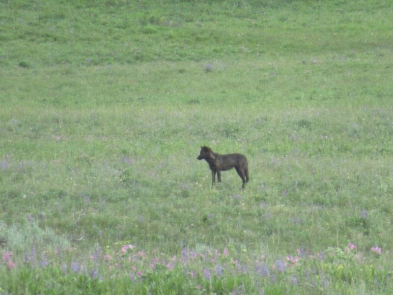 from-west-yellowstone-lamar-valley-wildlife-tour-by-van
