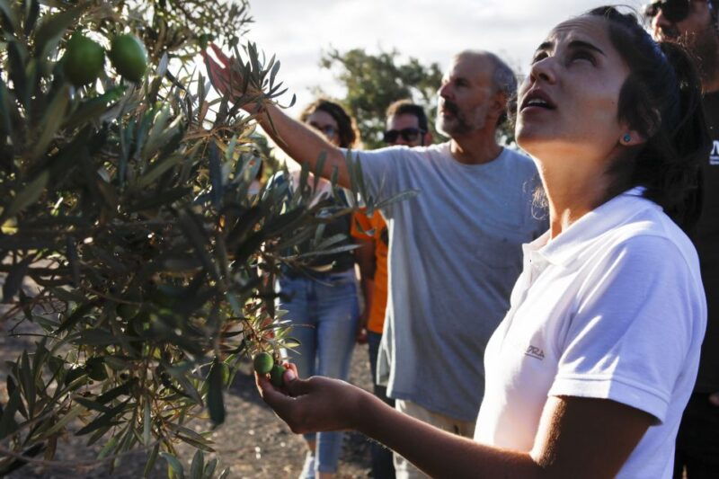fuerteventura-organic-farm-guided-tour-with-optional-lunch