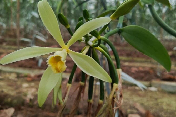 full-day-at-hacienda-cacaoymango-and-vanilla-greenhouse