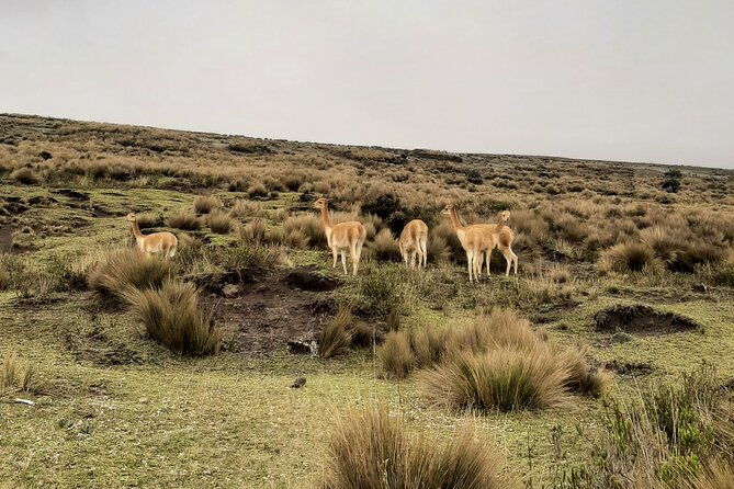 full-day-chimborazo-volcano-balbaneras-church-from-guayaquil