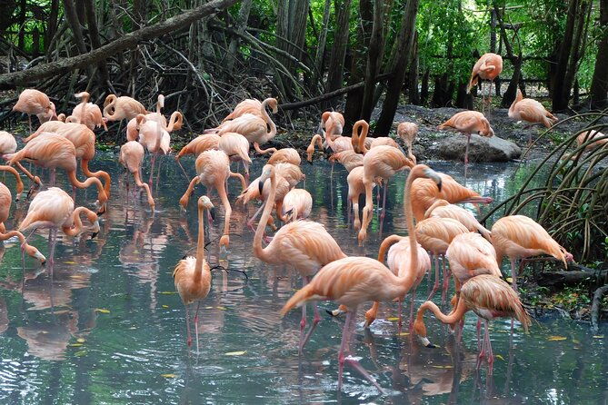 full-day-for-bird-watching-with-visit-to-isla-baru