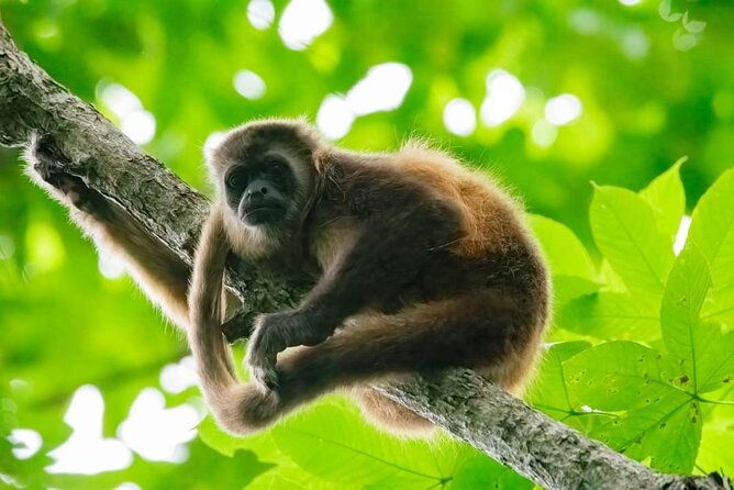 full-day-private-churute-mangroves-reserve-and-cocoa-farm-tour