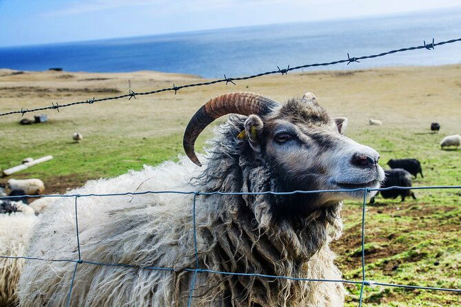 full-day-private-westman-island-tour-from-reykjavik