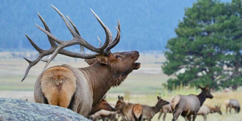 full-day-rmnp-over-the-top-tour-rmnphotographer