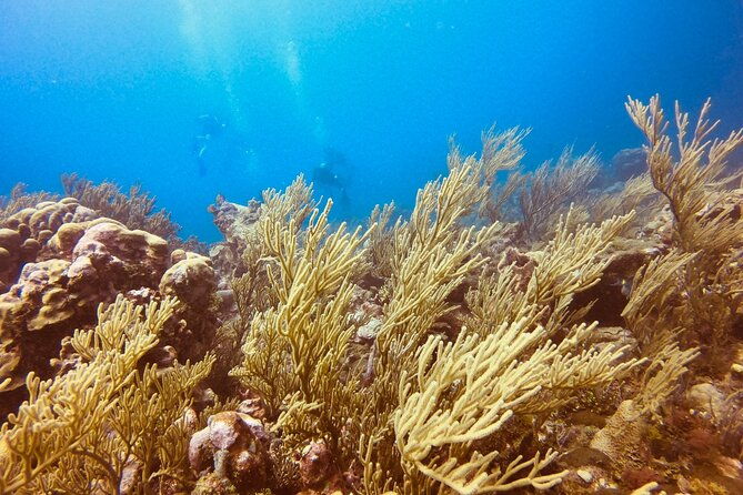 full-day-scuba-diving-in-rosario-islands