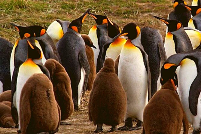 full-day-tierra-del-fuego-king-penguins