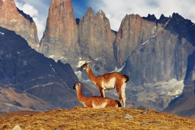 full-day-torres-del-paine-milodon