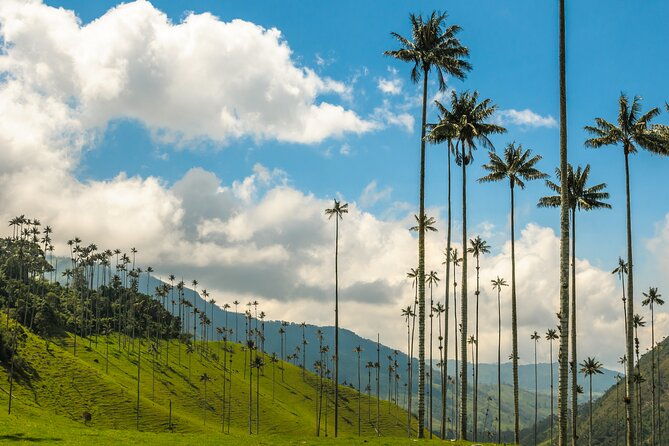 full-day-tour-of-cocora-valley-salento-and-filandia-coffee-town-from-pereira