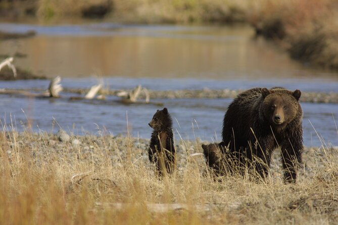 full-day-wildlife-tour-in-yellowstone-lamar-valley-to-canyon