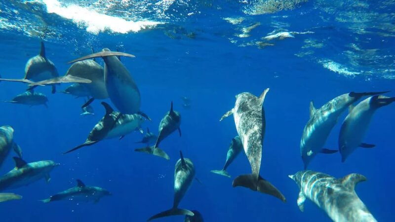 funchal-whale-watching-and-swimming-with-dolphins-cruise