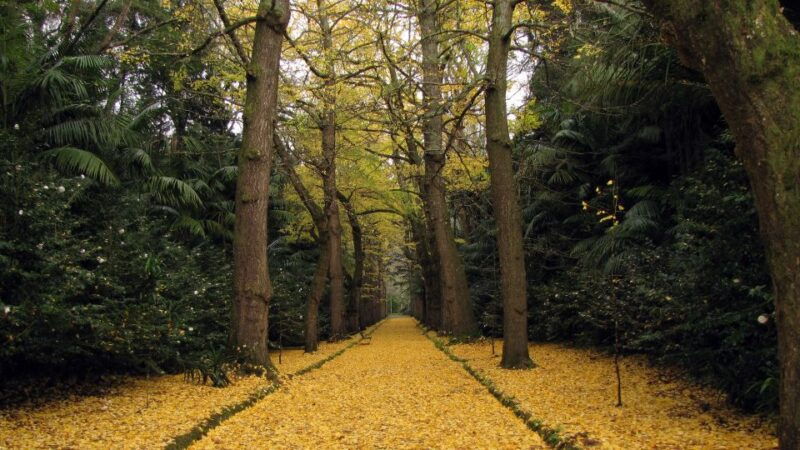furnas-terra-nostra-botanic-park-guided-tour-w-hotsprings