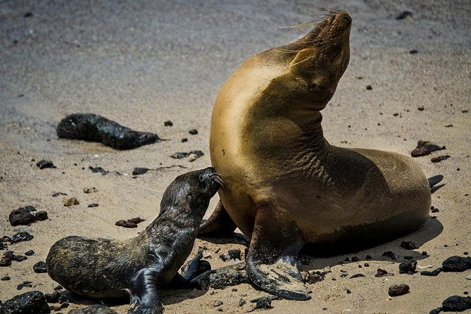 galapagos-by-land-and-sea-4d-3n