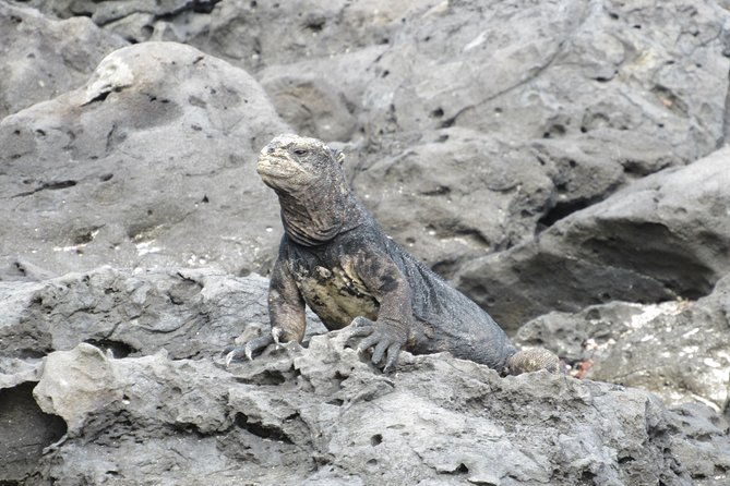 galapagos-ideal-3days