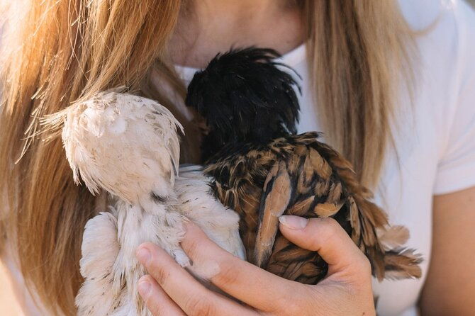 gallura-picnic-in-the-farm-with-animals
