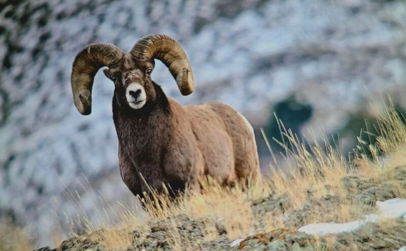 gardiner-yellowstone-national-park-half-day-guided-hike