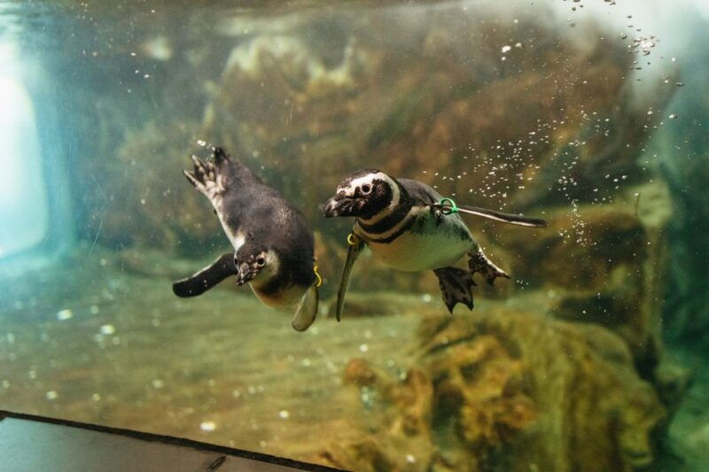 genoa-aquarium-of-genoa-entry-ticket