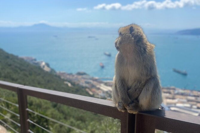 go-tours-private-rock-experience-tour-in-gibraltar
