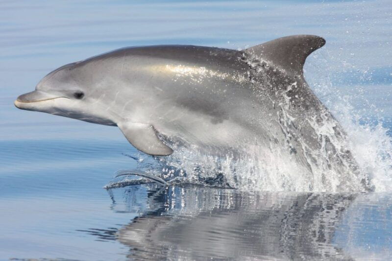 golfo-aranci-eco-friendly-dolphin-watching-boat-trip