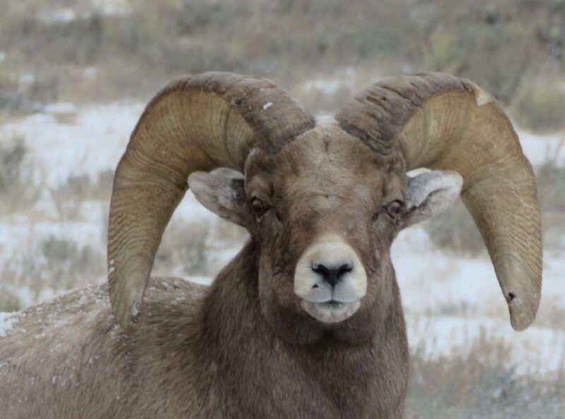 grand-teton-national-park-wildlife-tour-and-sleigh-ride