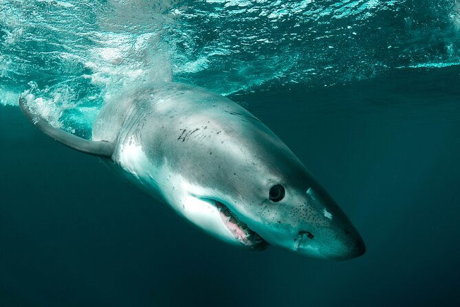 great-white-sharks-topside-in-monterey-bay