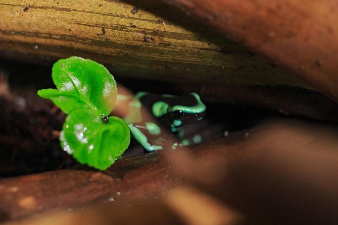 guided-night-hike-arenal-mundo-aventura