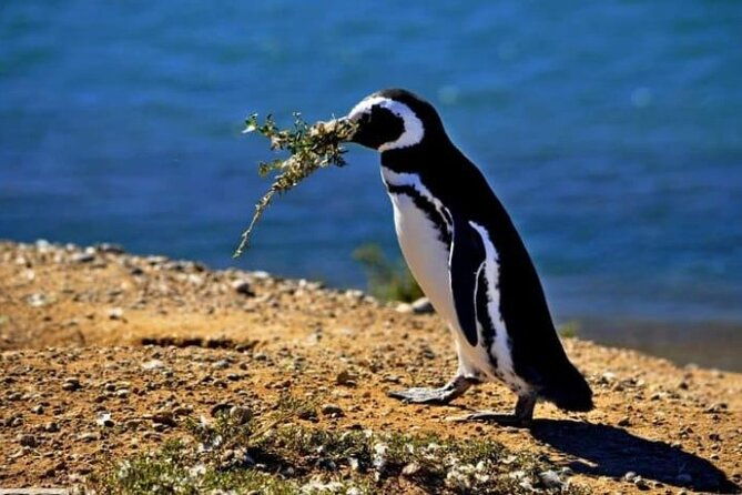 guided-visit-to-punta-tombo-for-cruises-includes-snack