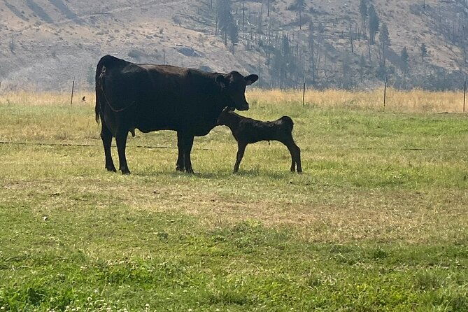 guided-walking-tour-of-methow-meadows-and-meet-the-animals