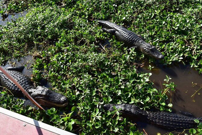 half-day-private-swamp-experience-in-louisiana