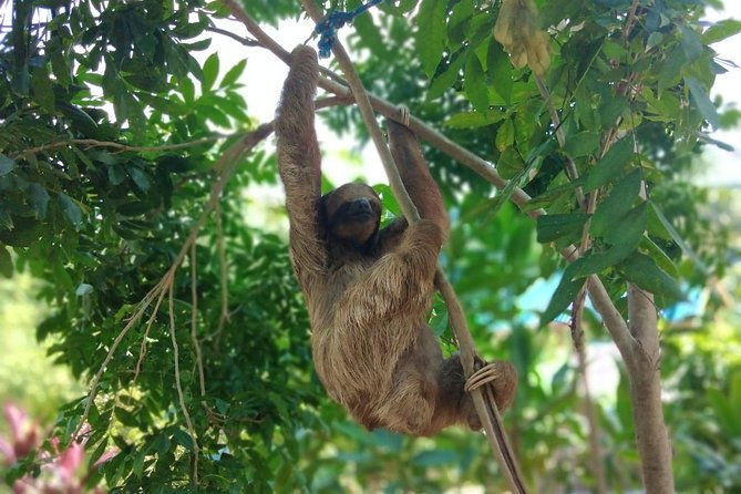 half-day-roatan-sightseeing-and-jungle-island-tour