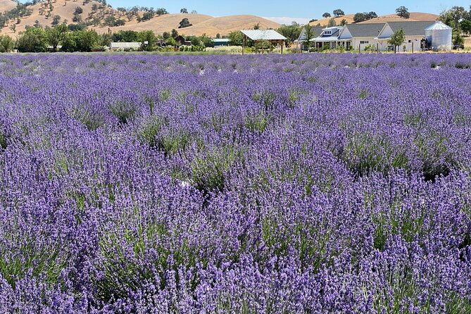 half-day-wine-and-olive-oil-tasting-and-lavender-farm-tour