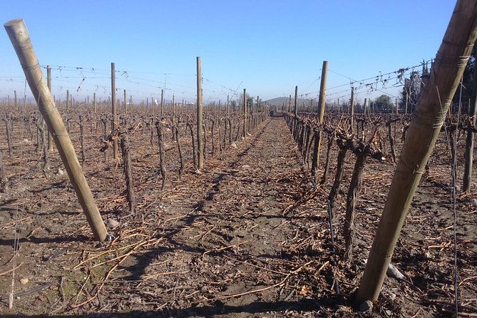 half-day-wine-tour-to-concha-y-toro-from-santiago-seasonal-offer