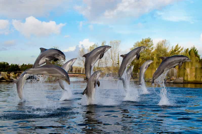 harderwijk-dolfinarium-entry-ticket