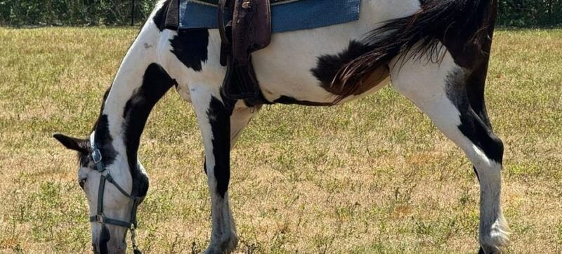 harmony-horse-riding-of-miami