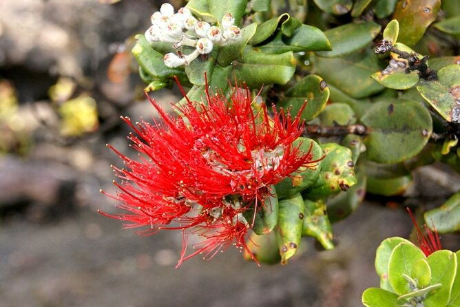 hilo-and-volcano-national-park-tour-a-cruise-ship-excursion-w-pu