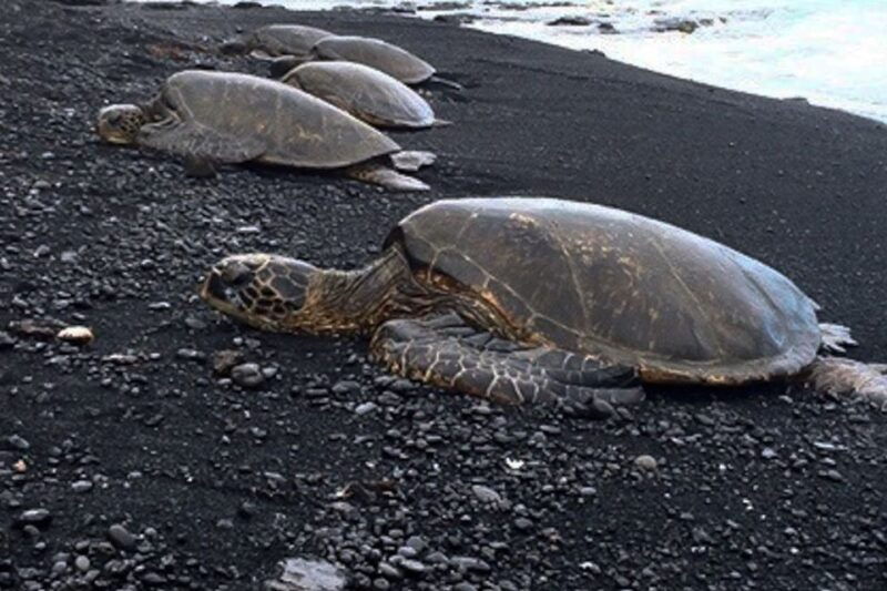 hilo-sea-turtle-lagoon-and-black-sand-beach-snorkel