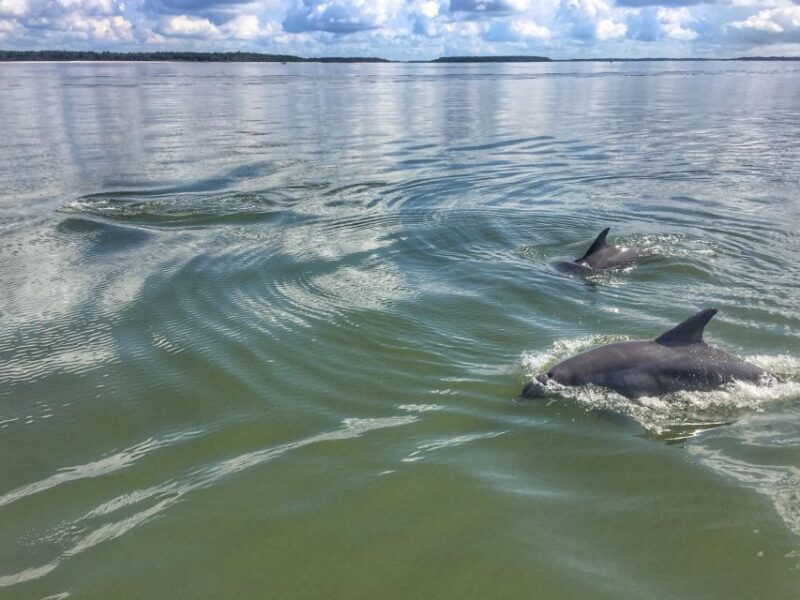hilton-head-island-2-hour-guided-creek-cat-tour