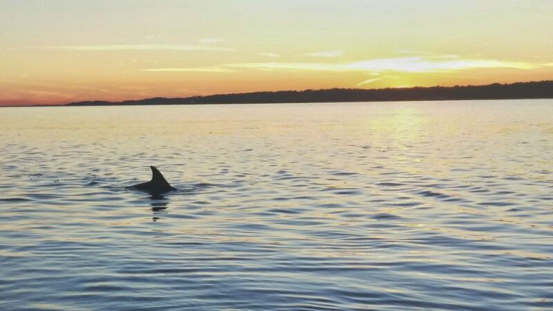 hilton-head-island-dolphin-watching-3-course-dinner-cruise