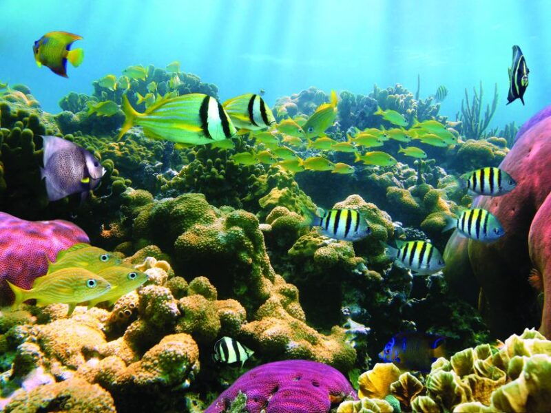 honokohau-kona-snorkel-and-sail-with-drinks-and-snacks