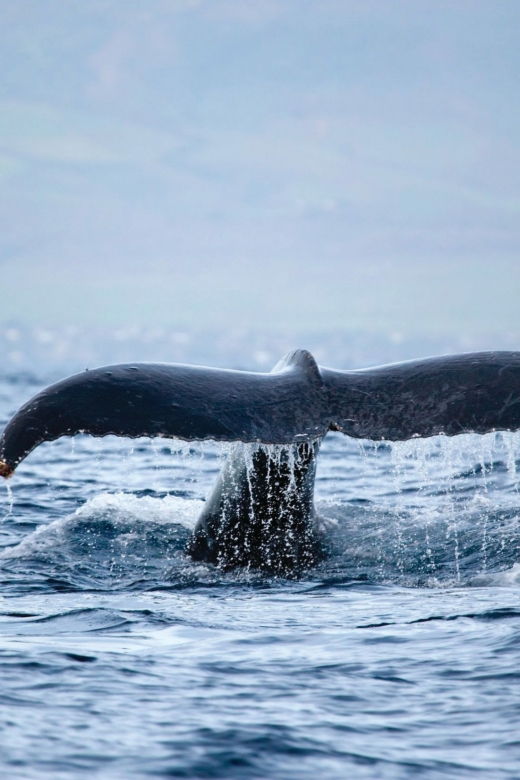 honokohau-kona-whale-watching-catamaran-cruise