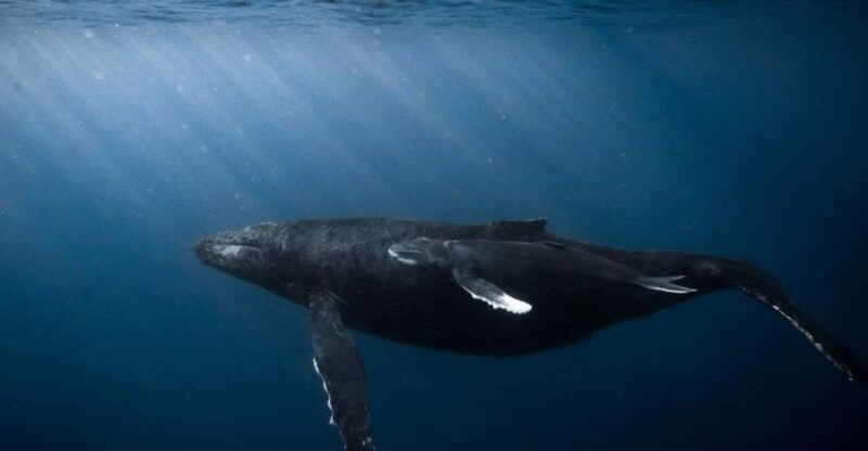 honolulu-scuba-diving-for-certified-divers