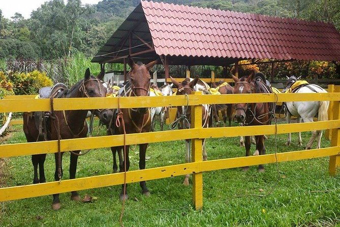 horseback-riding-jaco