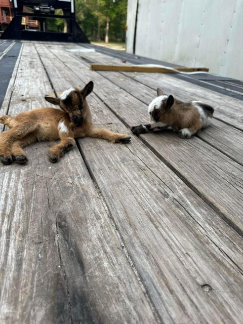 houston-adorable-mini-goats-experience-e