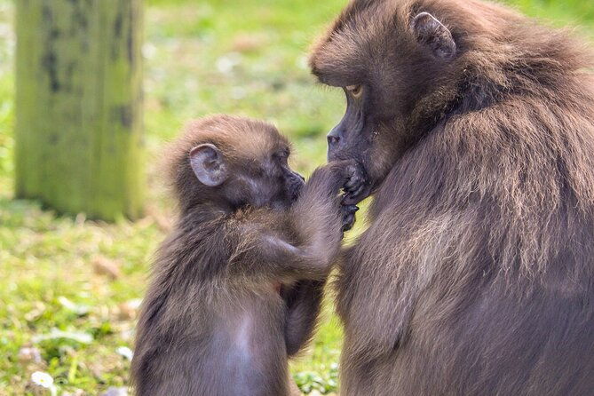 howletts-day-ticket