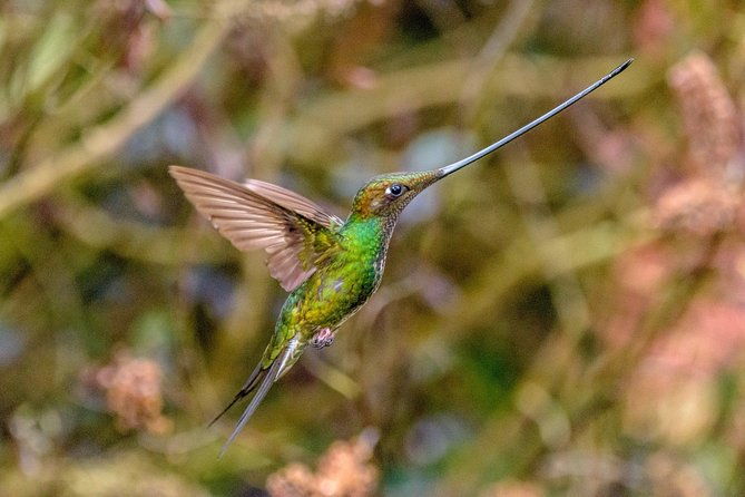 hummingbirds-of-colombia-mini-tour-3d-2n