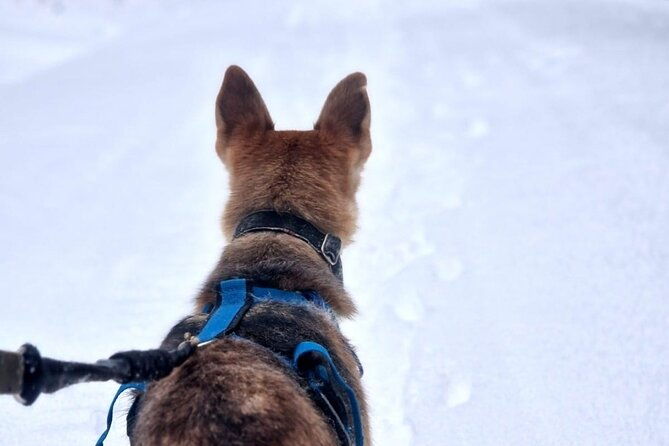husky-hike-snowshoe-hike-with-huskies